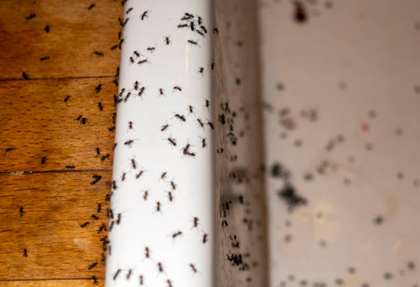 Best Pest Inspection Near Me  in Maysville, NC