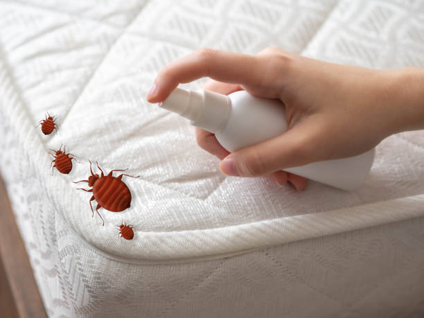 Best Flea Control Services  in Maysville, NC