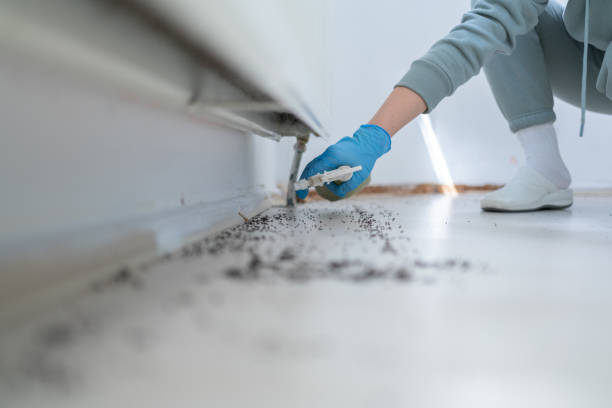 Reliable Maysville, NC Pest Control Solutions