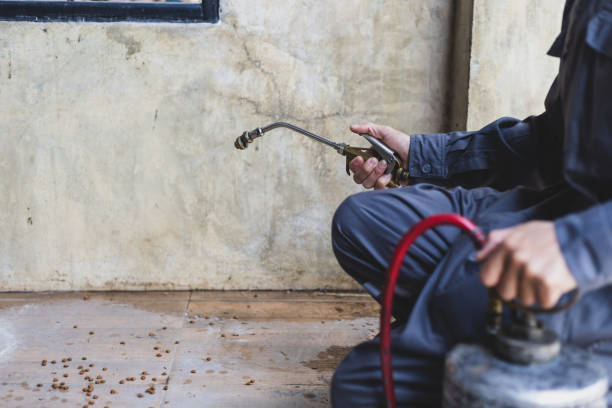 Best Best Pest Control Companies  in Maysville, NC